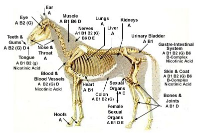 Equine Visual Vitamin-Mineral Deficiency Chart